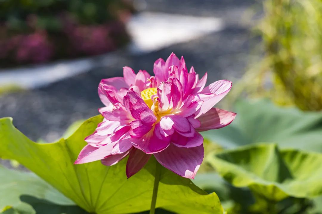 1752481061843106.jpg 26.jpg